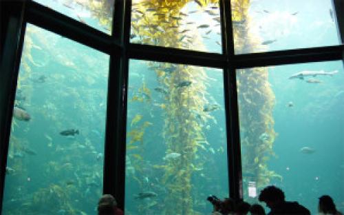 Прозрачный лак для оргстекла. Как восстановить прозрачность оргстекла