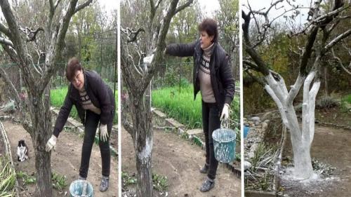 Какой краской белить деревья. Периодичность побелки и рекомендуемые сроки