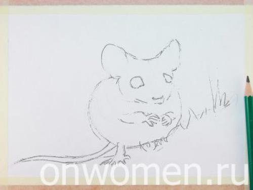 Животные акварелью поэтапно. Мышка акварелью