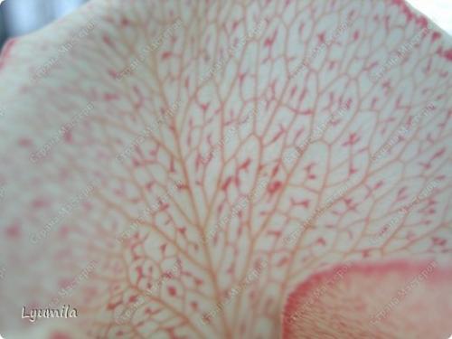 Как сделать краски из цветов. Мастер-класс Раннее развитие Флористика искусственная Красим живые цветы