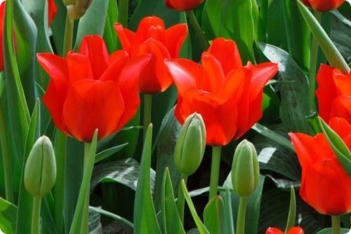 Как получить коричневый цвет. Какие цвета нужны для получения коричневого