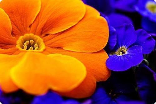 Как получить коричневый цвет. Какие цвета нужны для получения коричневого